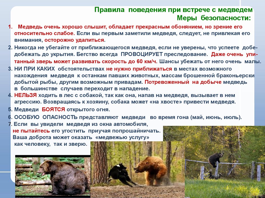 Заметили медведя в населенном пункте? Звоните 112 или в ЕДДС!